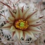 Escobaria robbinsorum Flor