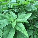 Amaranthus retroflexus Blatt