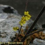 Aurinia petraea Arall