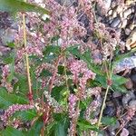 Persicaria maculosa Цвят