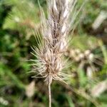 Cynosurus echinatus Fula
