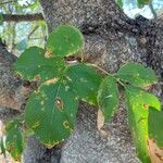 Quercus fusiformis Hoja