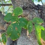 Quercus fusiformis Leaf