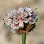 Eriogonum nortonii 花