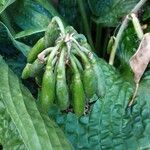 Hosta sieboldiana Meyve