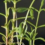 Sideritis arborescens Hábito