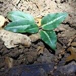 Goodyera oblongifolia Leaf