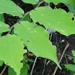 Maianthemum racemosum Blatt