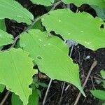 Maianthemum racemosum Blad