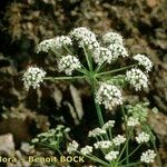 Thapsia nestleri Habitus