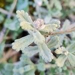 Teucrium rouyanum Liść