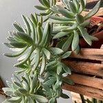 Dudleya greenei 形态