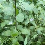 Stellaria graminea Natur