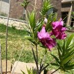 Chilopsis linearisFlower