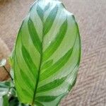 Calathea concinna Leaf