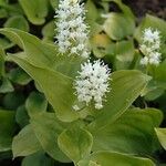 Maianthemum bifolium Лист