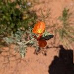 Sphaeralcea coccinea 花