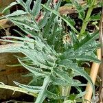 Cynara scolymus Yaprak