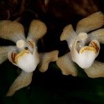 Sarcochilus hillii Flor