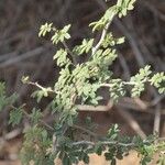 Acacia senegal Leaf