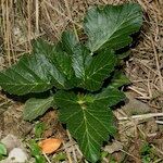 Pastinaca lucida Hábito