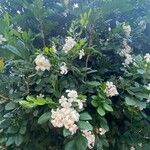 Murraya paniculata Blomst