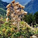 Cirsium ferox Vrucht