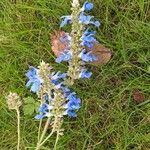 Salvia uliginosa Bloem