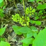 Aralia nudicaulis Ovoce