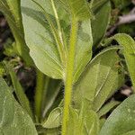 Nicotiana quadrivalvis Escorça