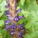 Orobanche lavandulacea Blodyn