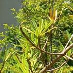 Podocarpus macrophyllus Листок