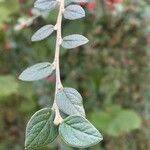 Cotoneaster dielsianus ഇല