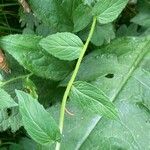 Campanula rhomboidalis Blad