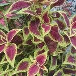 Coleus scutellarioidesFolha