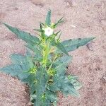 Nicotiana acuminata Blomma