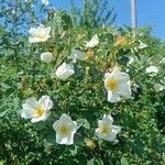 Rosa spinosissima Floare