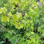 Ribes americanum List