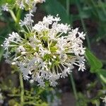 Valeriana angustifolia Blüte