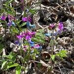 Lathyrus vernus Fula