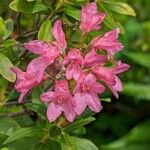 Rhododendron hirsutum Lorea