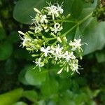 Erithalis odorifera Flor