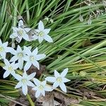 Ornithogalum divergens Hábito