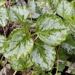 Lamium galeobdolonLehti