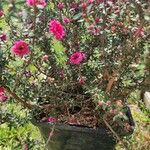 Leptospermum scoparium Leaf