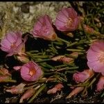 Lewisia rediviva Habitatea