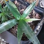 Agave decipiens Leaf