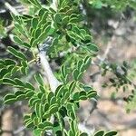 Senegalia nigrescens Leaf