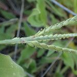 Urochloa panicoides Fruto