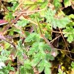 Erodium lebelii Deilen